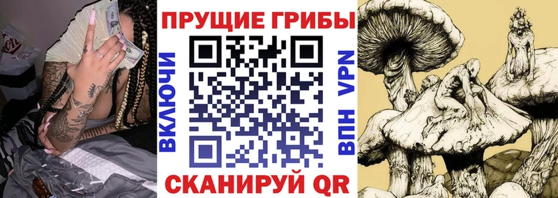 цена   МЕГА вход  Псилоцибиновые грибы мицелий  Торопец 